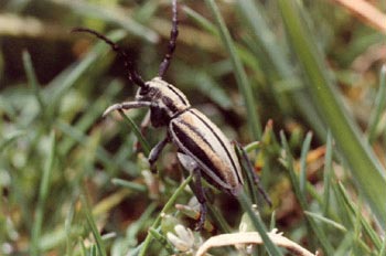 Longicornio zapador (Dorcadion guilianii)