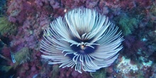 Plumero de mar Sabella spallanzanii (Gmelin, 1791)