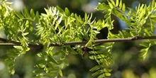 Acacia de tres espinas - Hoja (Gleditsia triacanthos)