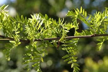 Acacia de tres espinas - Hoja (Gleditsia triacanthos)