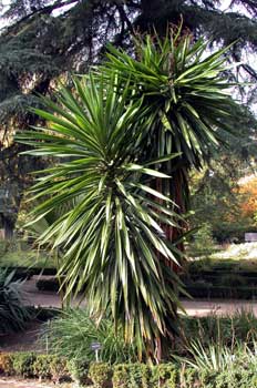 Yucca