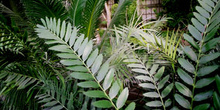 Planta tropical (Encephalartos ferox)