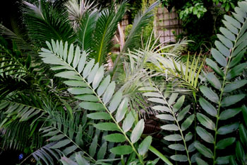 Planta tropical (Encephalartos ferox)