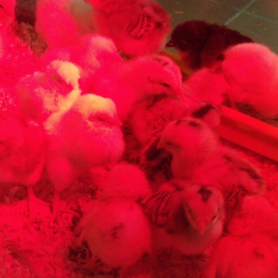 GRANJA DE LOS CUENTOS - ED.INFANTIL (Parte 2) 5