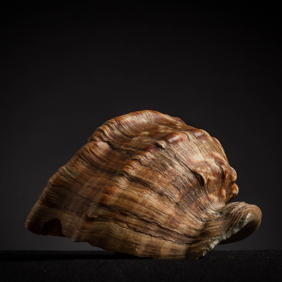 IES_CARDENALCISNEROS_CONCHAS_154