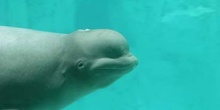Beluga (Delphinapterus leucas)