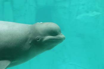 Beluga (Delphinapterus leucas)