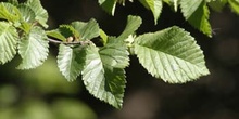 Olmo común - Hojas (Ulmus minor)