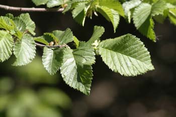 Olmo común - Hojas (Ulmus minor)