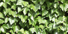 Hojas de hiedra