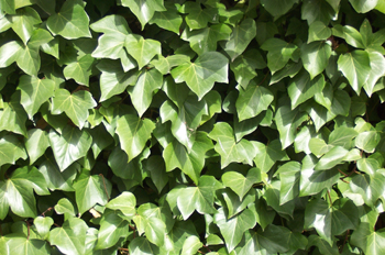 Hojas de hiedra