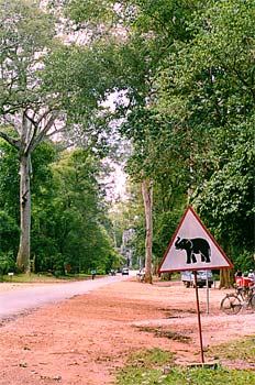Camino de elefantes, Camboya