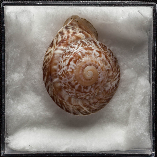 IES_ISABELLACATOLICA_BIOLOGIA_359