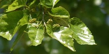 Morera - Hoja (Morus alba)