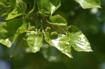 Morera - Hoja (Morus alba)