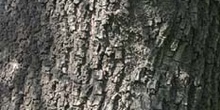 árbol del amor - Tronco (Cercis siliquastrum)