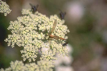 Típula (Tipula oleracea)