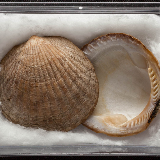 IES_ISABELLACATOLICA_BIOLOGIA_388