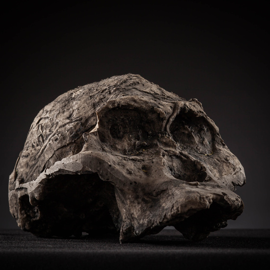 IES_SANISIDRO_MUSEO_Craneos_032