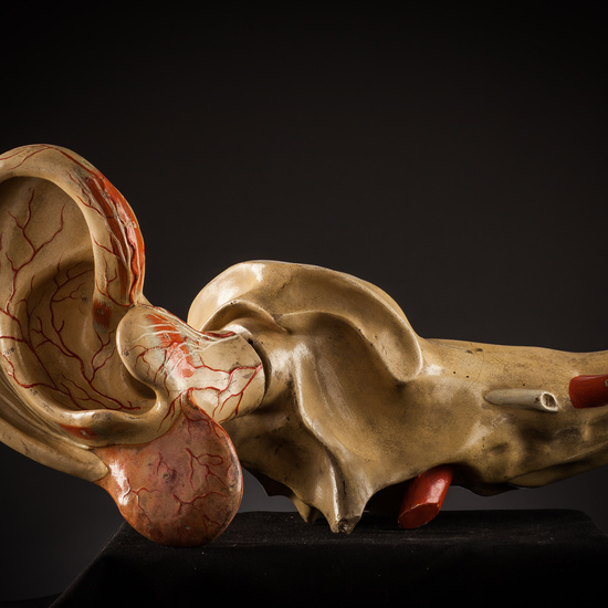 IES_SANISIDRO_BIOLOGIA_269