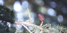 Cedro del Atlas - Piñas (Cedrus atlantica)