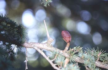 Cedro del Atlas - Piñas (Cedrus atlantica)