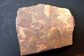 Monomorphichnus lineatus (Huella) Ordovícico