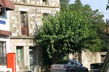 Morera - Porte (Morus alba)