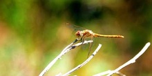 Sympetrum sp. (España)