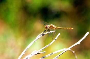 Sympetrum sp. (España)