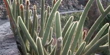 Cleistocactus sp