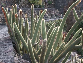 Cleistocactus sp