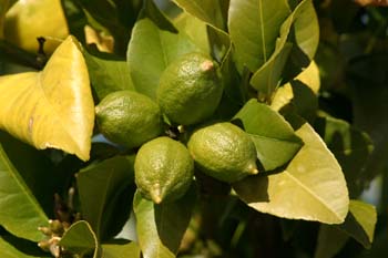 Limonero - Fruto (Citrus limon)