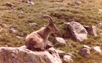 Cabra hispánica (Capra pyrenaica)