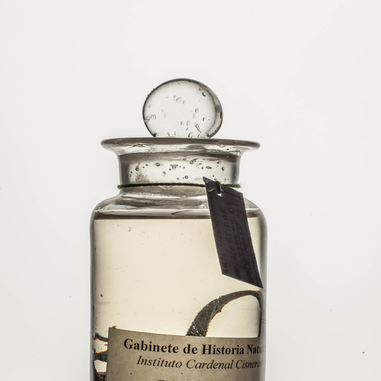 IES_CARDENALCISNEROS_CIENCIASNATURALES_235