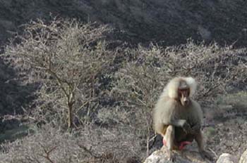 Mono sentado, Rep. de Djibouti, áfrica