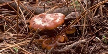 Cortinarius sp.