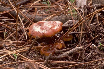 Cortinarius sp.