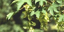 Arce blanco - Fruto (Acer pseudoplatanus)