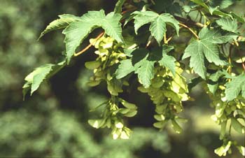 Arce blanco - Fruto (Acer pseudoplatanus)