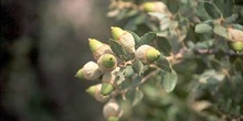 Encina - Bellota (Quercus ilex)