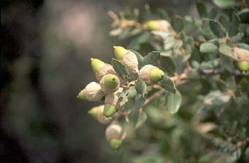 Encina - Bellota (Quercus ilex)