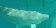 Beluga (Delphinapterus leucas)