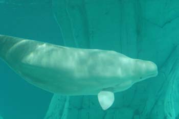 Beluga (Delphinapterus leucas)