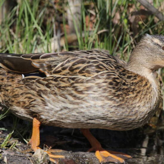 Cuchara común hembra