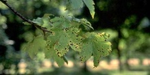 Arce blanco - Hoja (Acer pseudoplatanus)