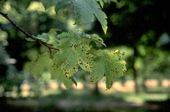 Arce blanco - Hoja (Acer pseudoplatanus)