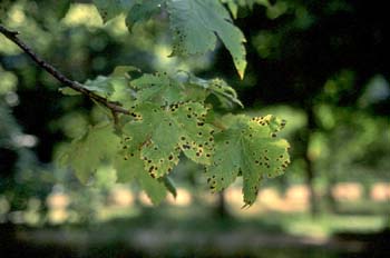 Arce blanco - Hoja (Acer pseudoplatanus)