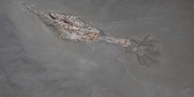 Phragmotheuithis conocanda (Molusco cefalópodo) Jurásico