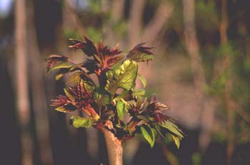 árbol del cielo - Renuevos (Ailanthus altissima)